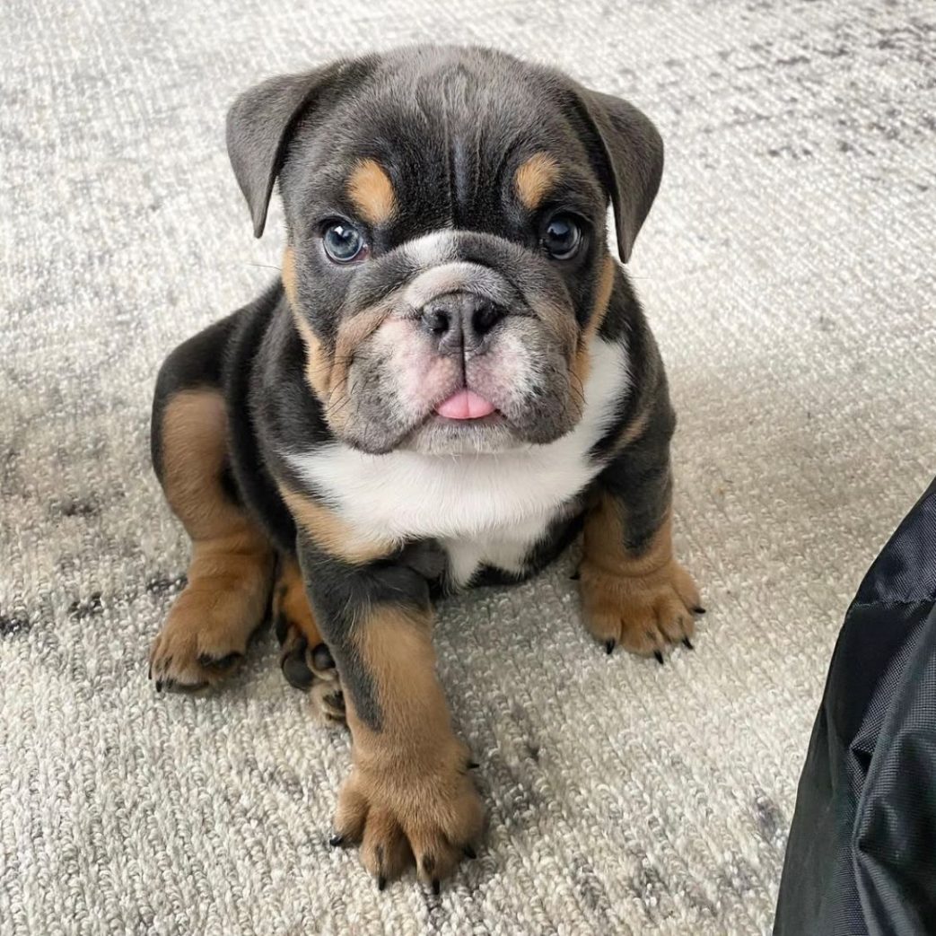 English Bulldog - Franki 11 weeks old Female