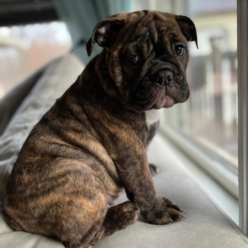 English Bulldog - Rosie 11 weeks old Female