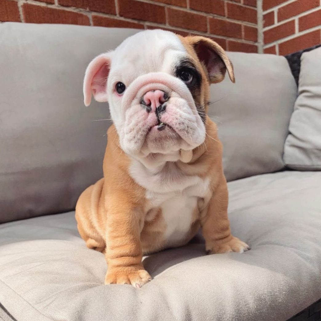 English Bulldog - Tony 11 weeks old Male