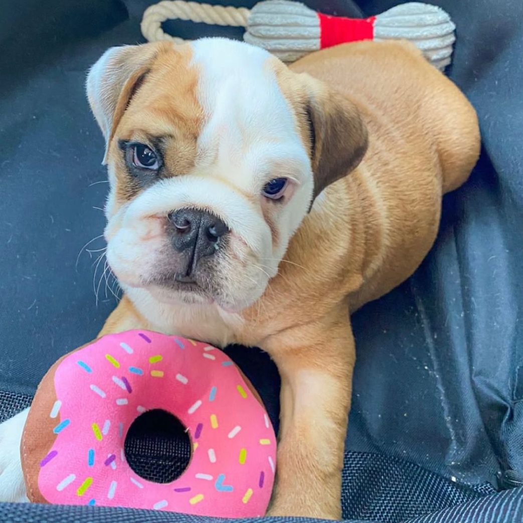 English Bulldog - Tyson 10 weeks old Male