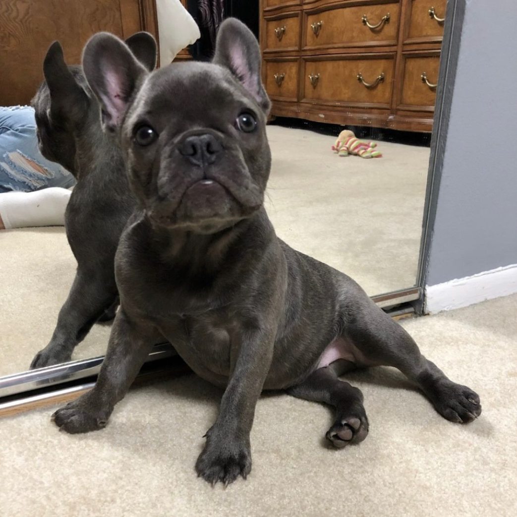 French Bulldog - Baby 11 weeks old Female