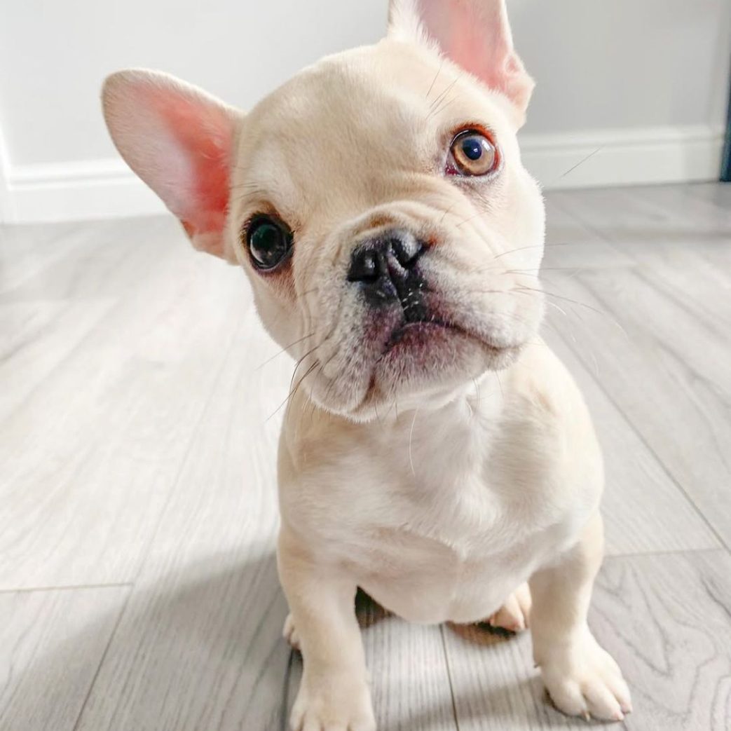 French Bulldog - Boss 11 weeks old Male