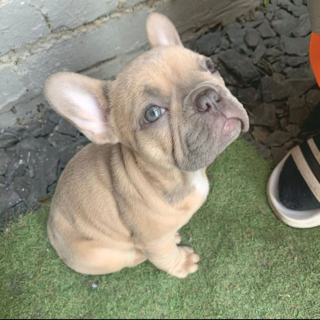 French Bulldog - Dolly 11 weeks old Female