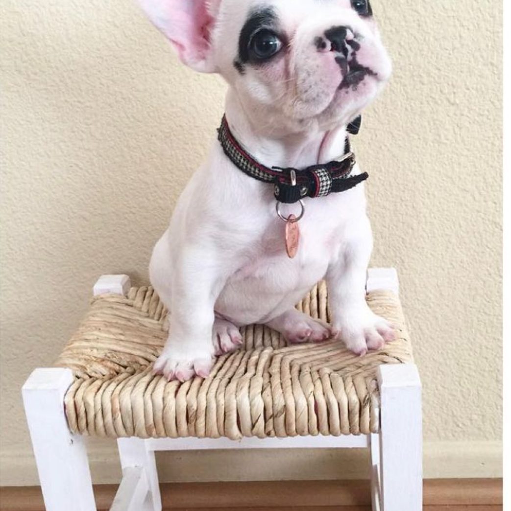 French Bulldog - Fiona 10 weeks old Female