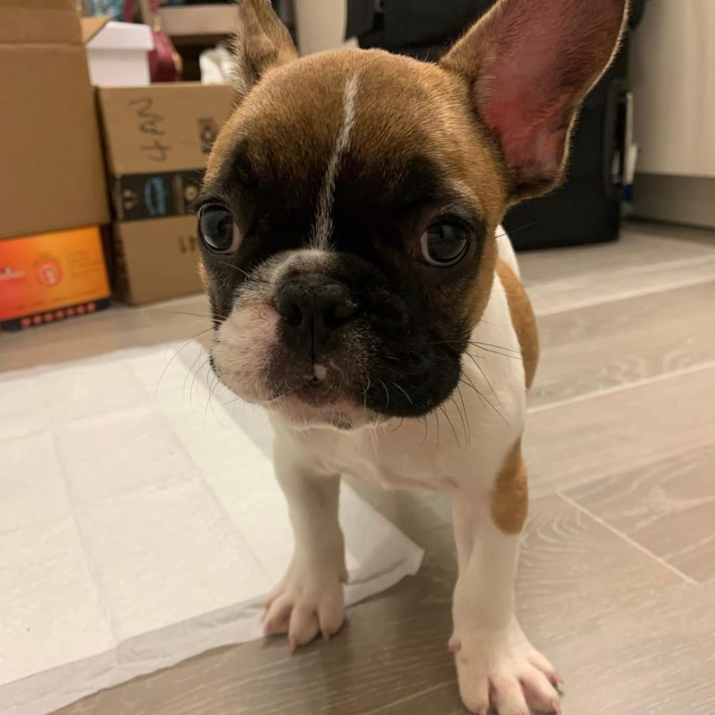 French Bulldog - Henry 10 weeks old Male