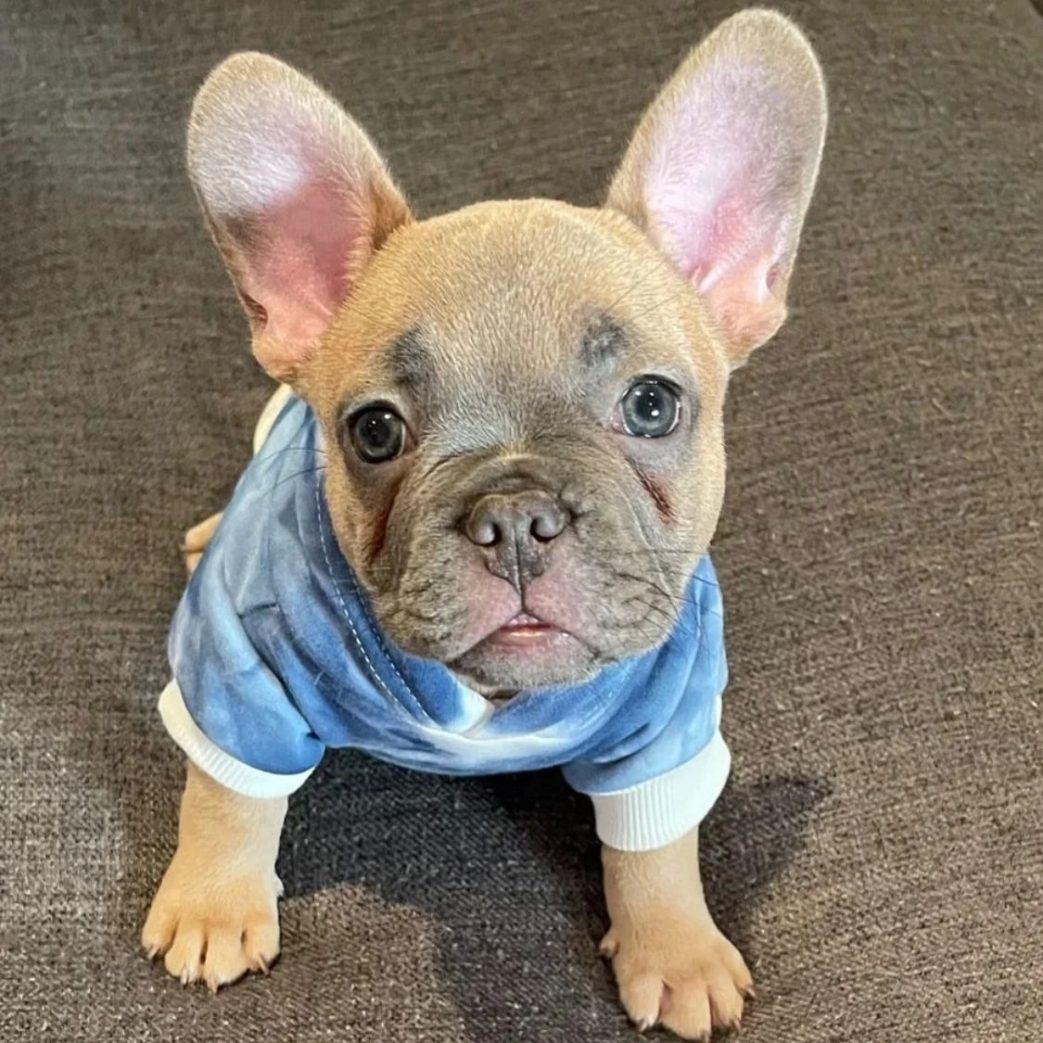 French Bulldog - Hunter 11 weeks old Female