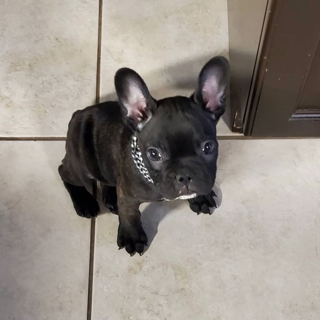 French Bulldog - Jax 10 weeks old Male