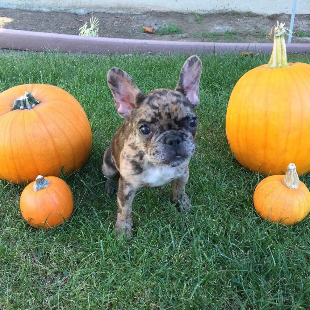 French Bulldog - Kala 11 weeks old Female