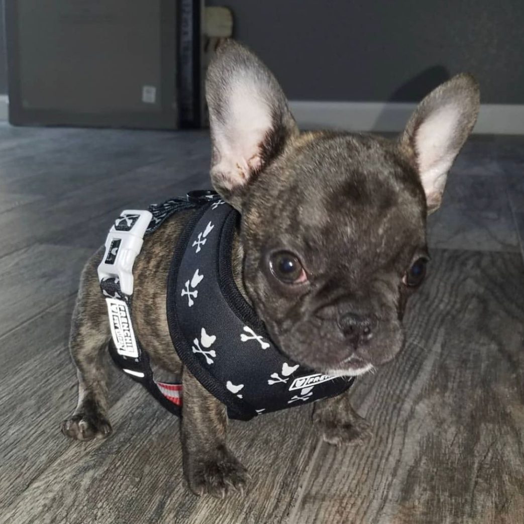 French Bulldog - Lincoln 10 weeks old Male