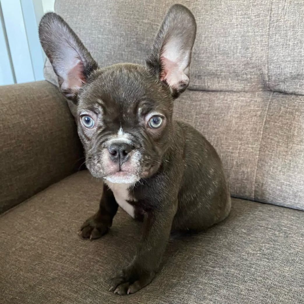 French Bulldog - Milo 10 weeks old Female