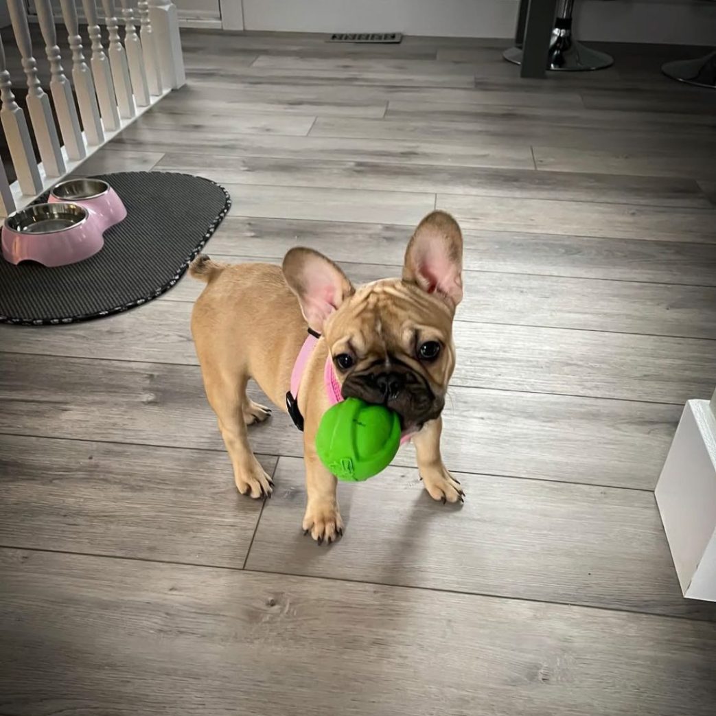 French Bulldog - Nola 11 weeks old Female