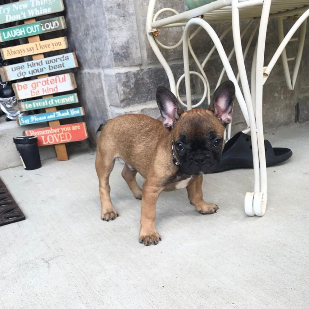 French Bulldog - Stitch 10 weeks old Male