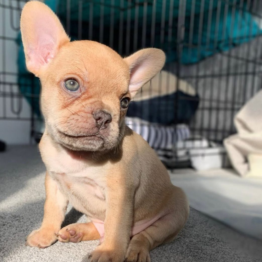 French Bulldog - Teddy 10 weeks old Female