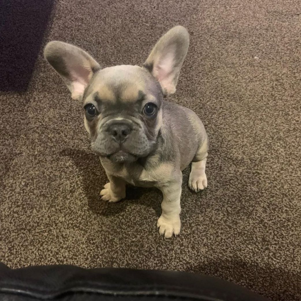 French Bulldog - Xena 10 weeks old Female