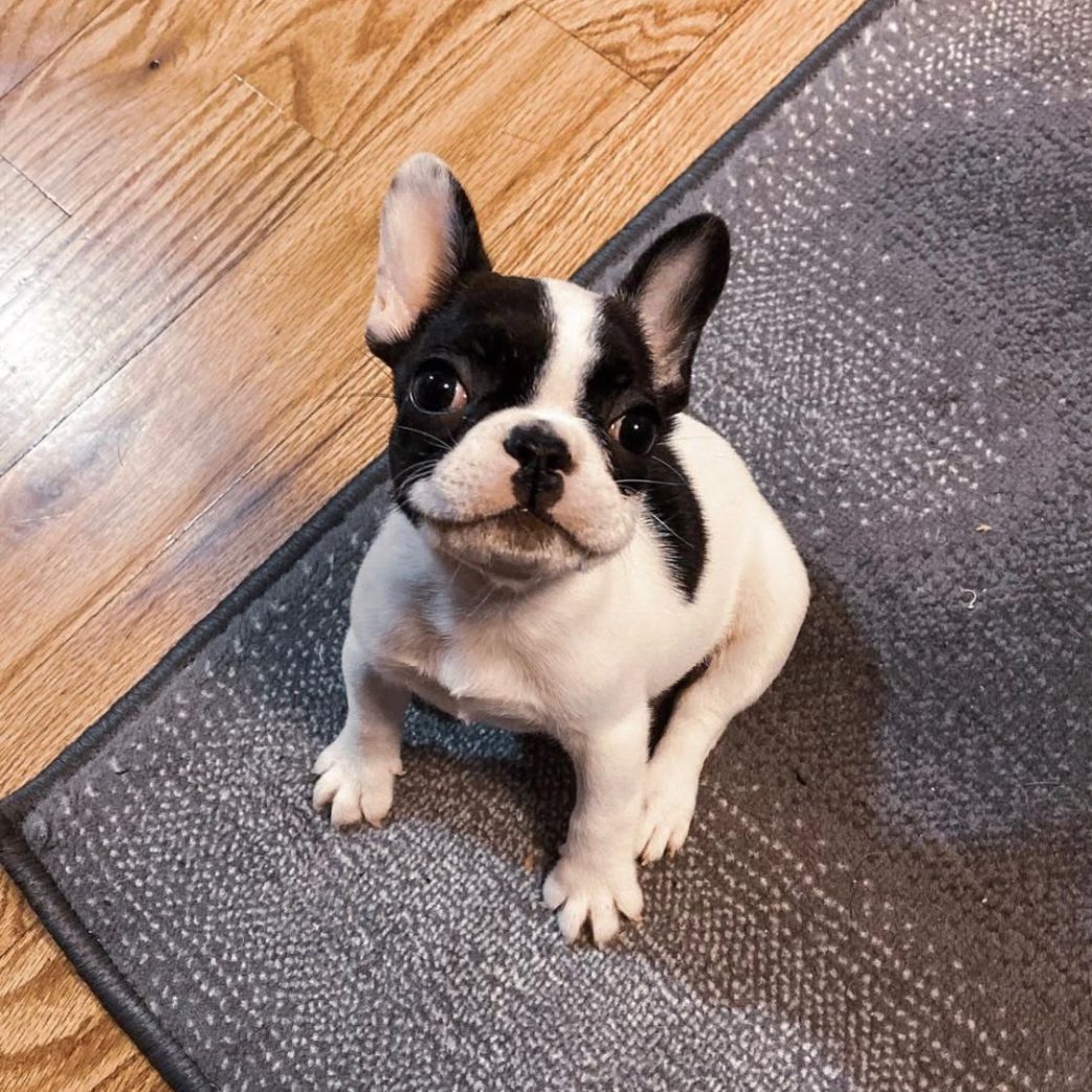 French Bulldog - Zoey 10 weeks old Female