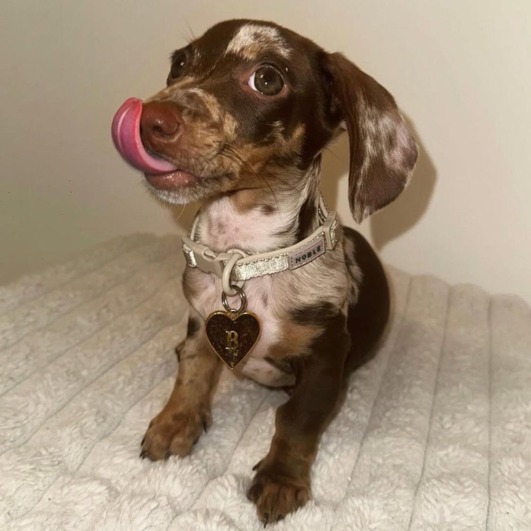 Mini Dachshund - Bruno 11 weeks old Male