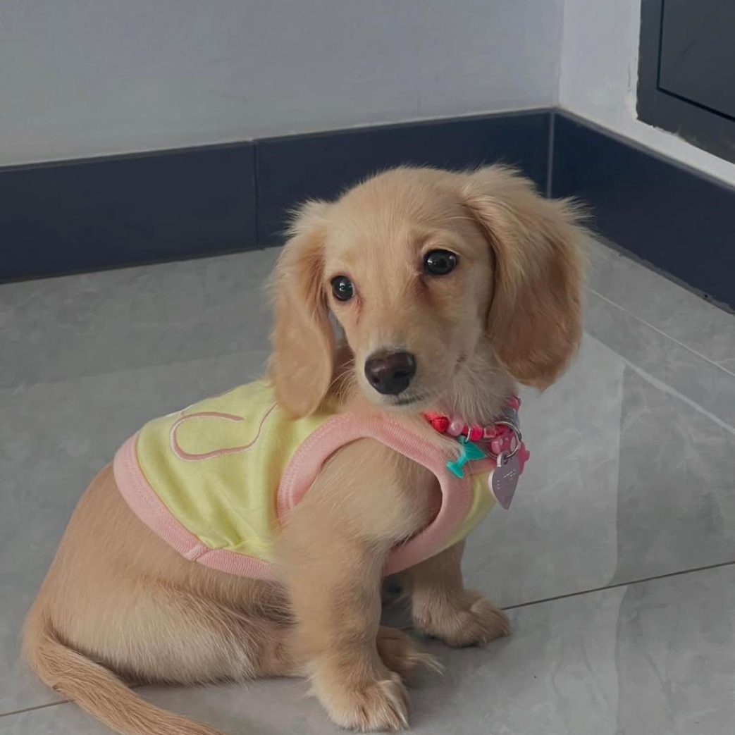 Mini Dachshund - Butter 11 weeks old Female