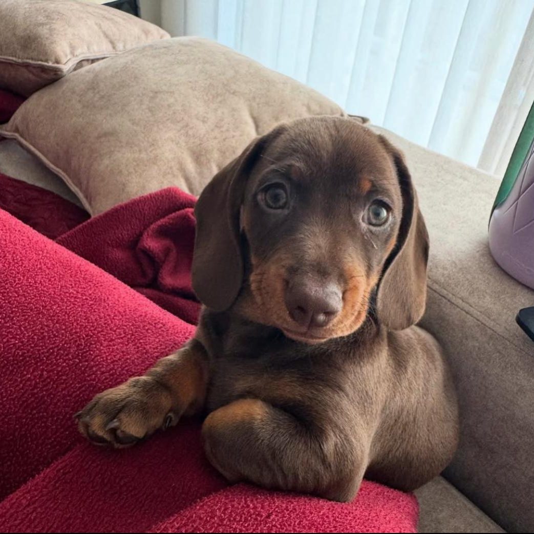 Mini Dachshund - Lola
