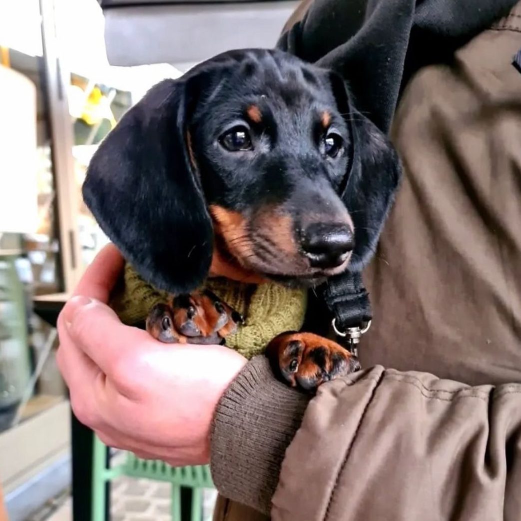Mini Dachshund - Marcel 11 weeks old Male