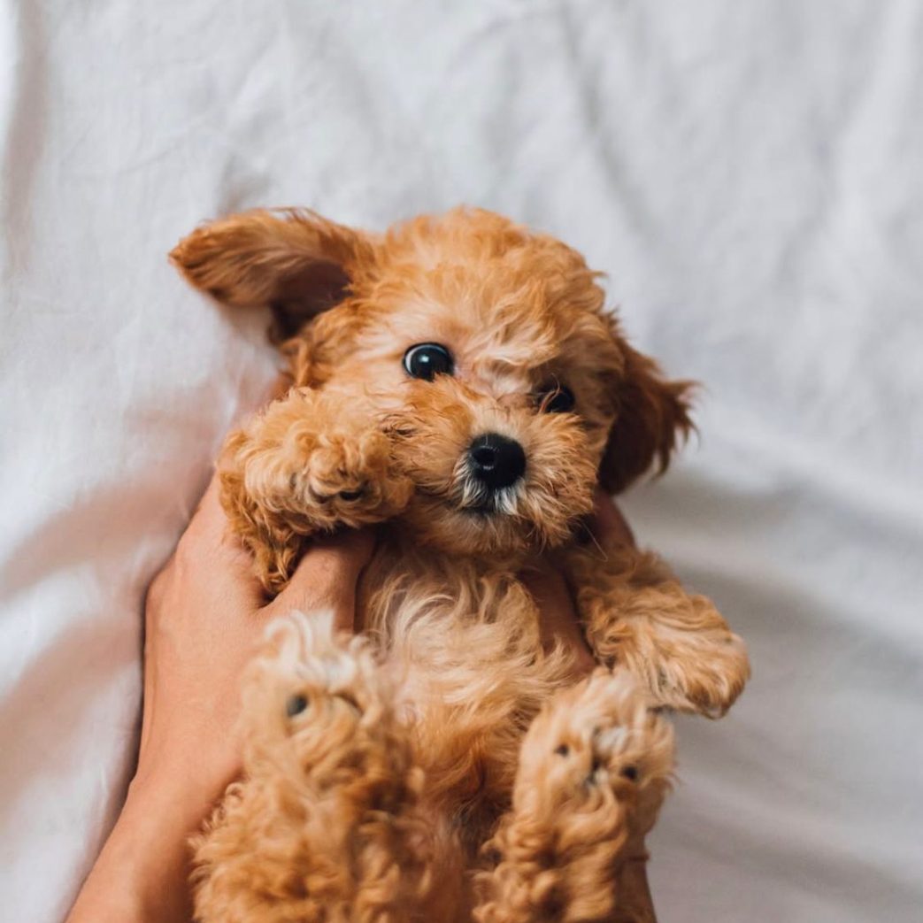 Poodle - Ginto 10 weeks old Male