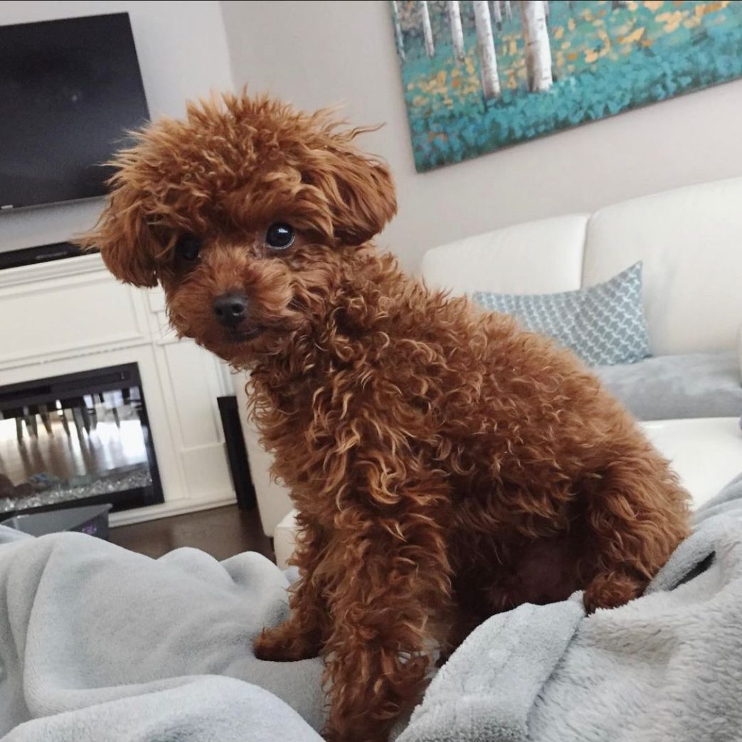 Poodle - Misiu 10 weeks old Male