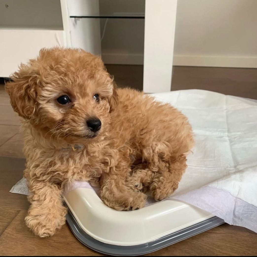 Poodle - Peanut 10 weeks old Female