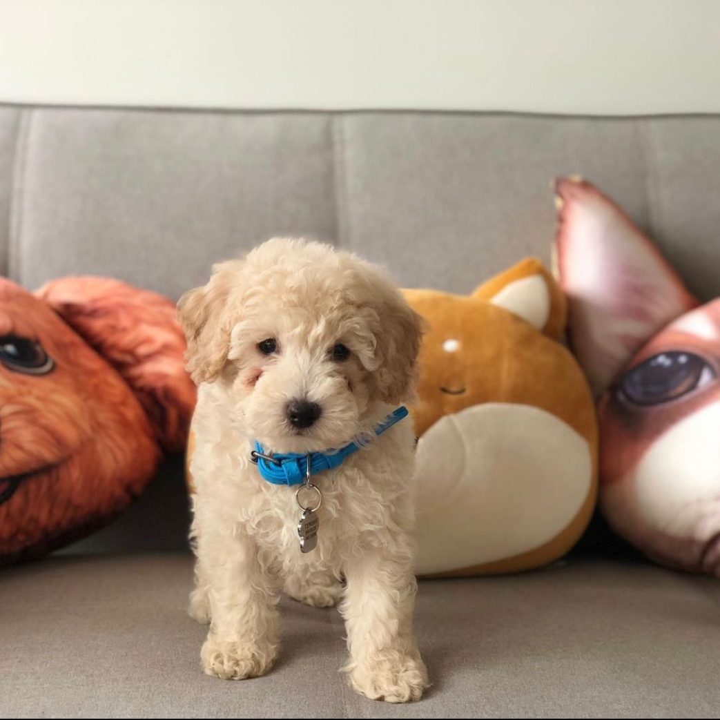 Poodle - Tenshi 10 weeks old Male